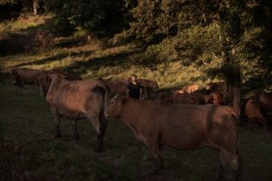 Jean-François Corivaud, agriculteur et membre de l'association "Vayres Oradour Défense Environnement "(VODE) entouré de ses vaches limousines.